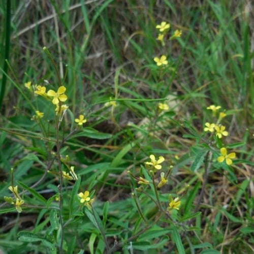 بذور عشبة السمارة - الحويرة ( Sisymbrium orientale...