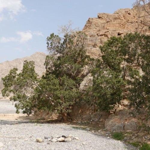 بذور شجرة الاثب ( Ficus cordata ssp )