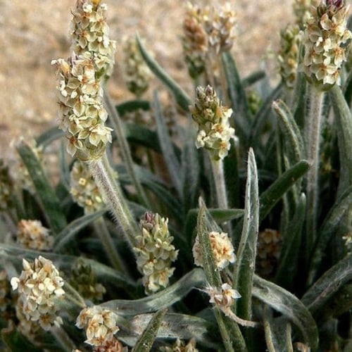 بذور عشبة الربلة ( Plantago ovata )