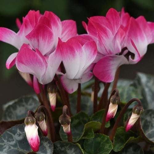 بذور زهرة بخور مريم - قرن الغزال ( cyclamen )