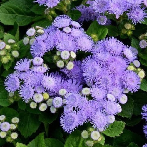 بذور زهرة الخيط ( Ageratum mexicanum )