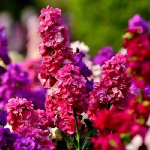 بذور زهور المنثور - العطر الليلي ( Matthiola longi...