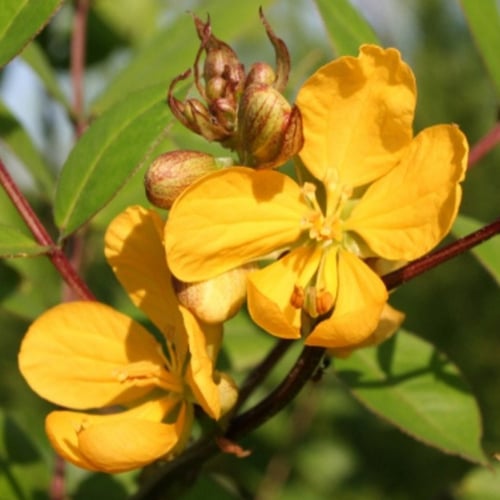 بذور شجيرة كاسيا اوكدنتاليس ( Senna-occidentalis )