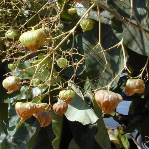 بذور التيك - خشب الساج ( Tectona grandis )