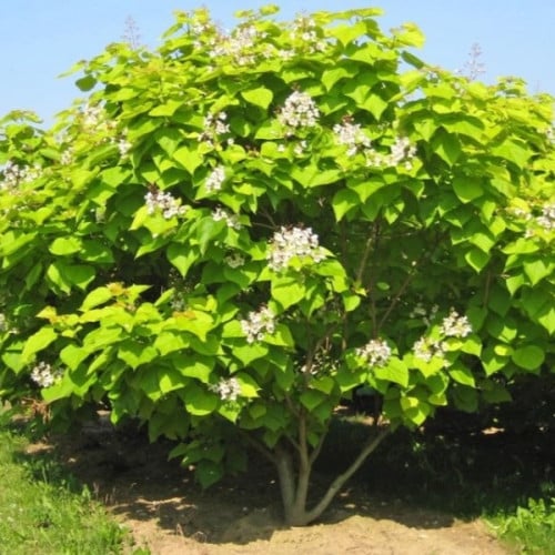 بذور شجرة كاتالبا الفول الهندي ( Catalpa bignonioi...
