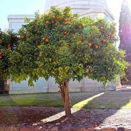 بذور النارنج - أصول الحمضيات ( CITRUS AURANTIUM )