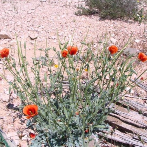 بذور الشقر - النعمان ( Glaucium arabicum )