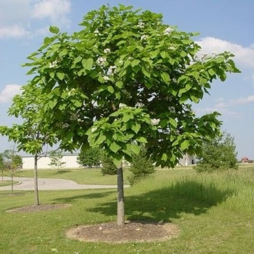 بذور شجرة الكاتالبا الشمالية ( Catalpa speciosa )