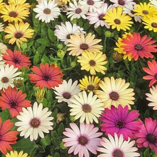 بذور زهور ديمور فوتيكا - افريكان ديزي ( Dimorphoth...