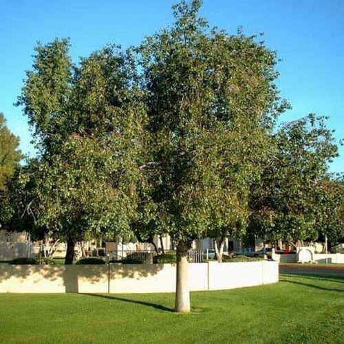 بذور استركوليا لوريدا ( Brachychiton discolor )