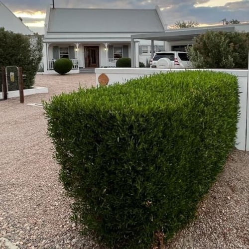 بذور شجيرة الدودونيا ( Dodonaea )