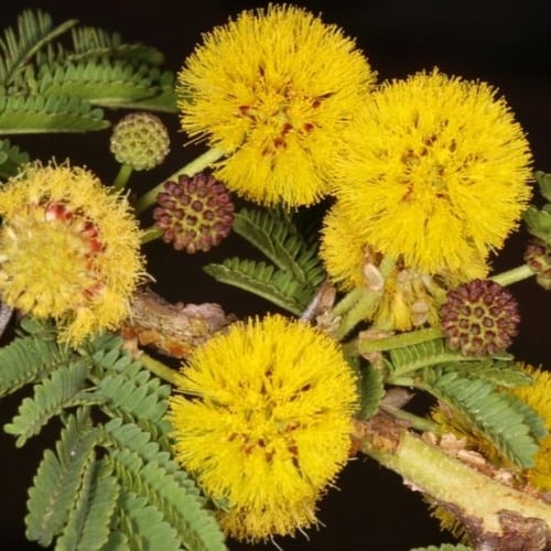 بذور شجرة اكاسيا زانثوفلويا ( Acacia xanthophloea...