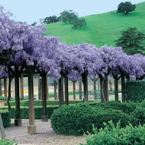 بذور شجرة ويستيريا البنفسجية ( Wisteria sinensis )