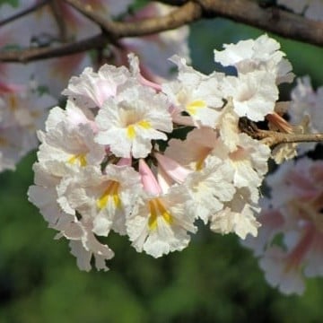 بذور شجرة التابوبيا البيضاء ( Tabebuia roseo-alba...