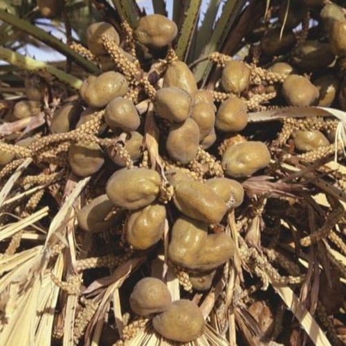 بذور نخيل الدوم ( Hyphaene thebaica )