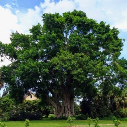 بذور شجرة الفيكس البنغالي ( Ficus benghalensis )