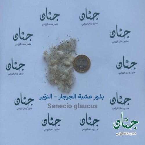 بذور الجرجار - النوير ( Senecio glaucus )