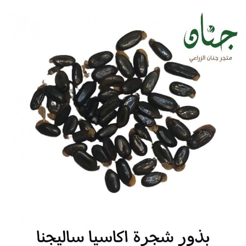 ‫بذور شجرة اكاسيا ساليجنا‬ ( Acacia saligna )
