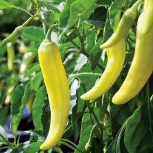 بذور الفلفل الحار الاخضر ( Capsicum annuum )