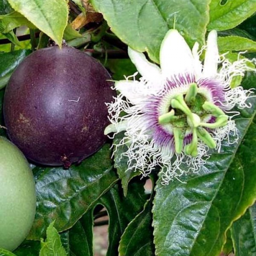 بذور زهرة الساعة - باشن فروت بنفسجي ( Passiflora e...