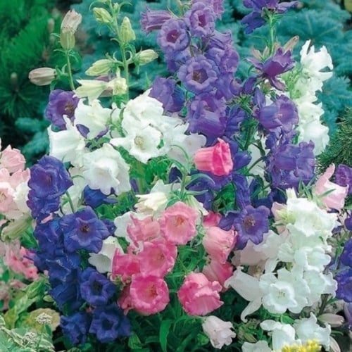 بذور زهرة كامبانيولا المزدوجة ( campanula medium )