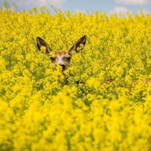 بذور نبات السلجم الزيتي ( brassica napus )