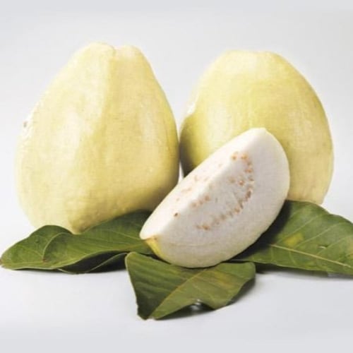 بذور الجوافة الصفراء ( Psidium guajava )