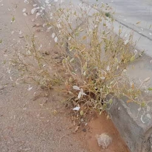 بذور عشبة القليقلان ( Savignya Parviflora )