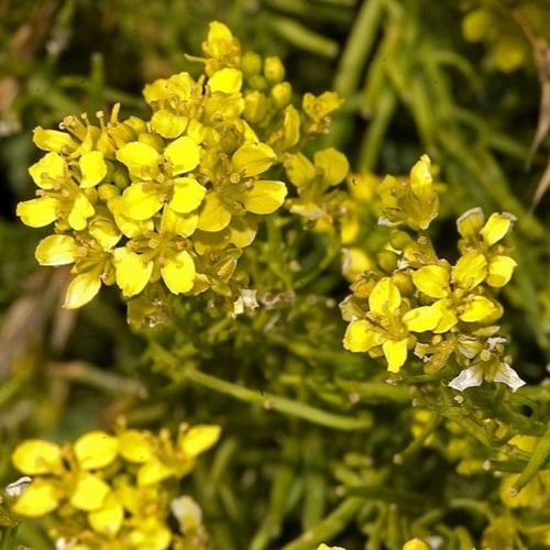 بذور عشبة السمارة - الحويرة ( Sisymbrium orientale...