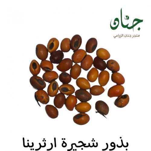 ‫بذور شجيرة ارثرينا‬ ( Erythrina humeana )