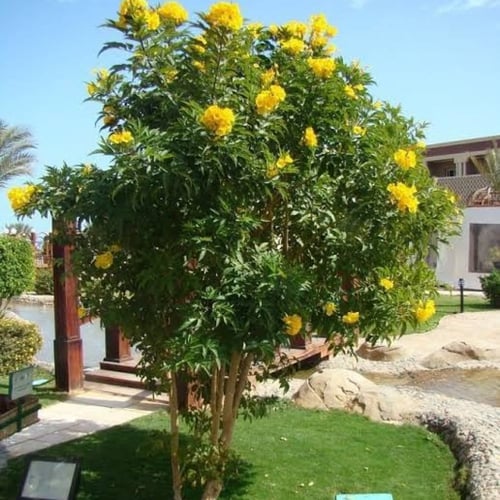 ‫بذور شجرة تيكوما ستانس‬ ( Tecoma Stans )