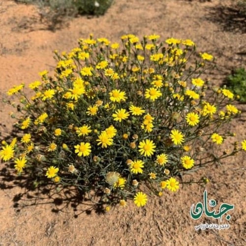 بذور الجرجار - النوير ( Senecio glaucus )