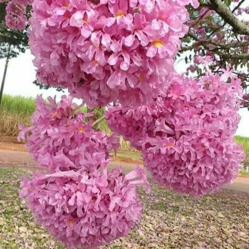 ‫بذور شجرة الكوريزيا‬ ( Chorisia speciosa )