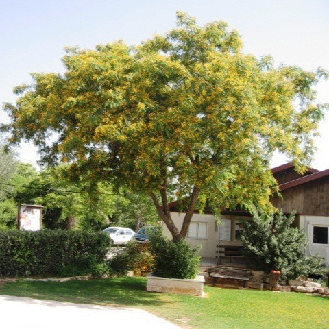 ‫بذور الجاكرندا الصفراء - ابو المكارم‬ ( Tipuana t...