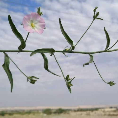 بذور عشبة رخامى الرشا ( convolvulus pilosellifoliu...