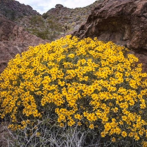 بذور شجيرة انسيليا العطرية ( Encelia farinosa )