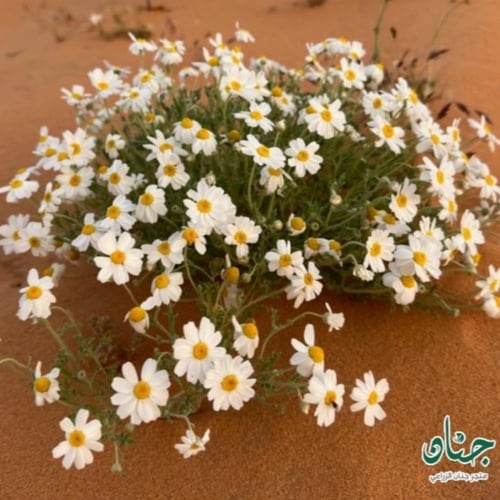 بذور زهور القحويان - الاقحوان البري ( Anthemis des...
