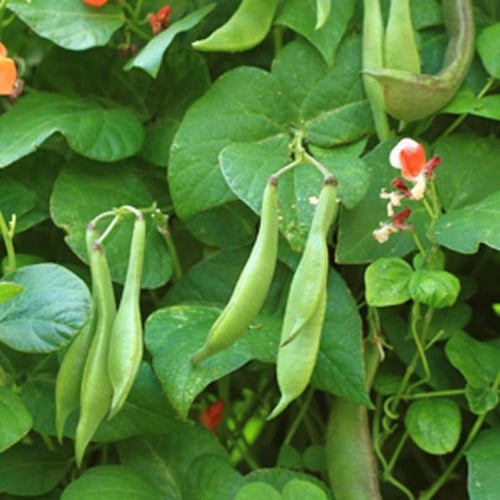 بذور الفاصوليا الحمراء ( Phaseolus vulgaris )