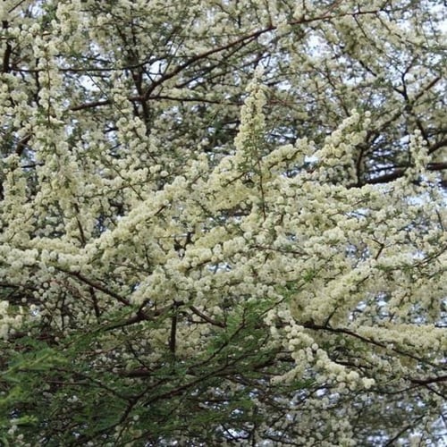 بذور شجرة الطلح الافريقي - الاشبهان - رديانا ( Aca...