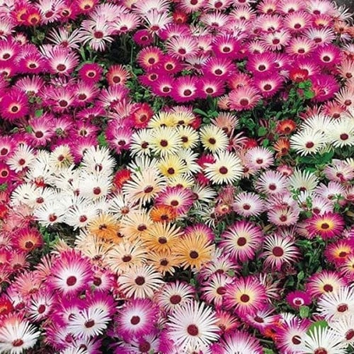 بذور زهرة السجاد السحري ( mesembryanthemum crinifl...