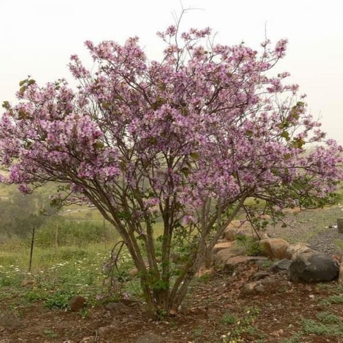 بذور البوهينيا - خف ‫الجمل ( Bauhinia variegata )