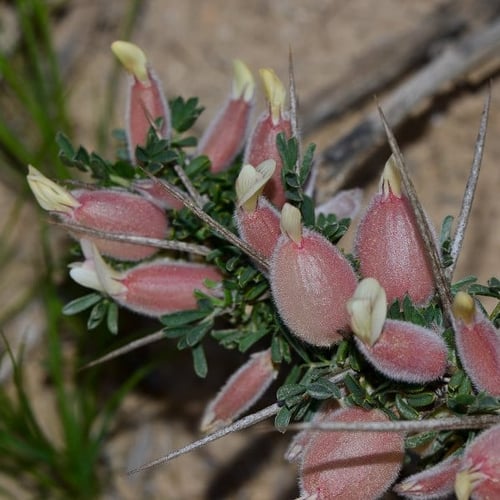 بذور شجيرة الكتاد - القتاد ( Astragalus spinosus )
