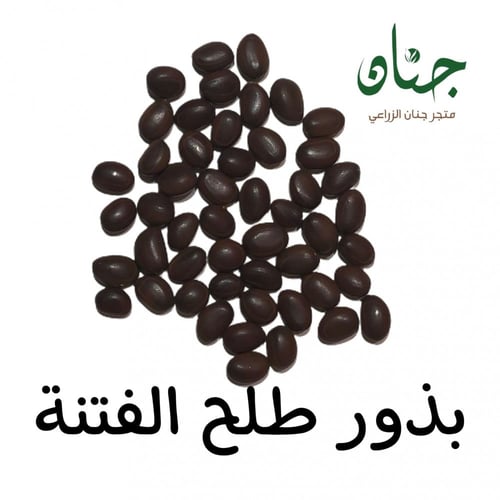 بذور شجرة طلح الفتنة ( Acacia farnesiana )