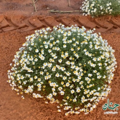 بذور زهور القحويان - الاقحوان البري ( Anthemis des...