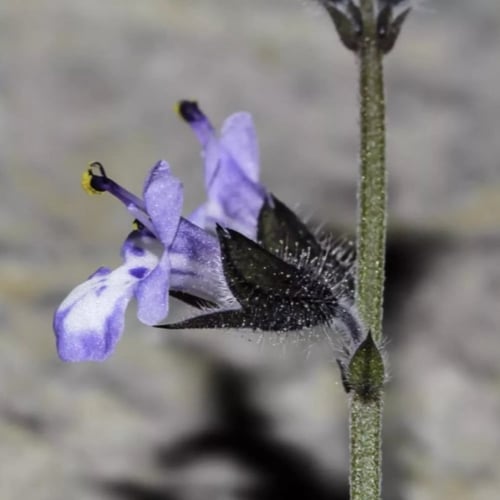 بذور عشبة الرعلا ( Salvia aegyptiaca )