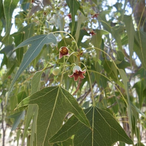 بذور شجرة استركوليا مخمسة ( Brachychiton populneus...