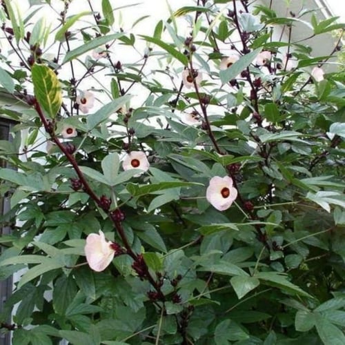 بذور شجيرة الكركديه ( Hibiscus sabdariffa )