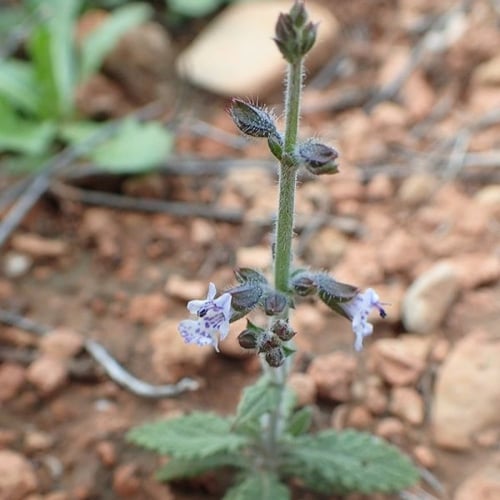 بذور عشبة الرعلا ( Salvia aegyptiaca )