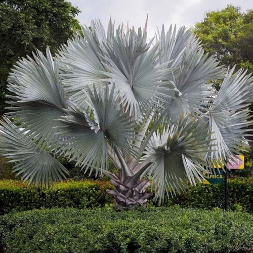 بذور نخيل البسمارك - بسماركيا ( Bismarckia nobilis...