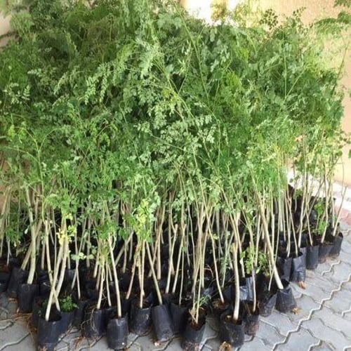 بذور شجرة المورينجا‬ الهجين ( Moringa Hybrid )